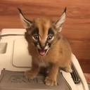 mistyfront-MistysConfigs icon