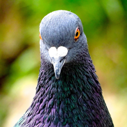 mogyhua-RetakadSounds icon