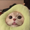 monkey9437521-stuipdp icon