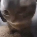 mousse-mousse_inc icon