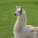 nwesterhausen-LlamaForgeCollective_modpack icon