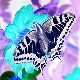 odds-Negativbild icon