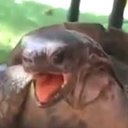 ohnodazi-WhoopieCushion_TurtlePanting icon