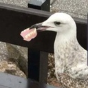 ohnodazi-denture_clap icon