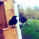 olimaCampos-WoodAndStone icon