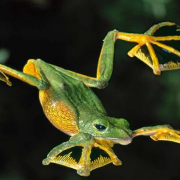 oop-OopTism_Pack icon