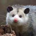 oughougghjghou-RobinHeads icon