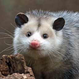 oughougghjghou-RobinHeads icon