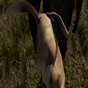 palillocaracol-PazModpack icon