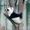 pandaheim-LorensPandaheimModpack icon