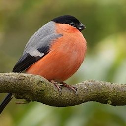 pap-More_Suits_pap icon