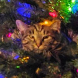 pawwis-parismodpack icon