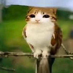 peako-meowlthings icon