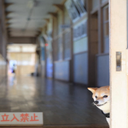 peanutbutterrocket-Brock_videos icon