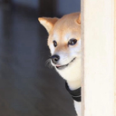 peanutbutterrocket-brocks_special_videos icon