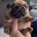 pluh-pluh_custom_songs icon