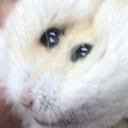 poogiesecretstash-Help icon