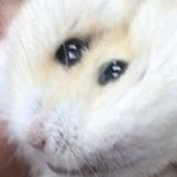 poogiesecretstash-Help icon