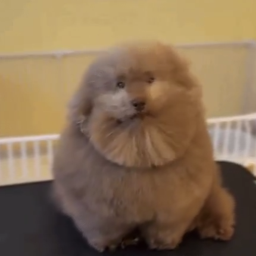 pseudopulse-w_trimps icon