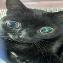 randomguuy-Sigmabob_pack icon