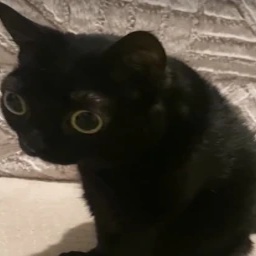 randomguuy-The_ultimate_meme_pack icon