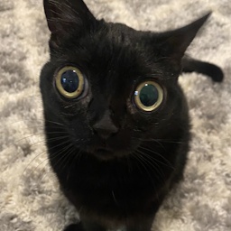 randomguuy-The_ultimate_pack icon