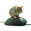 rat_claws-the_rat_climbs icon