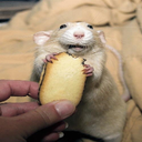 ratat-Badmodsforbadplayers icon