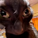 raydenoir-HitboxesFix icon