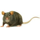 riggedchips-BossmanJack_Mod icon