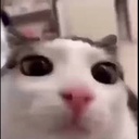 rogan-CruiserDelivery icon