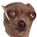 roomsquad-DumbVids icon