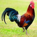 rooster-TestMod icon