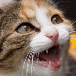 sanyaGang-SanyaPack icon