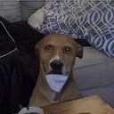 shligls-The_shligls_Experience_TV icon