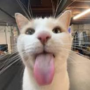 silliTim-ITSOVER69MOOOODS icon