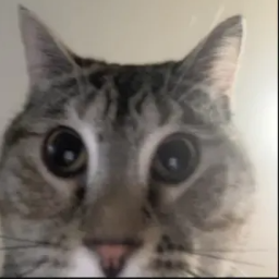 silly51-silly51 icon