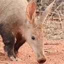 singularbraincell-OneBraincellSuits icon