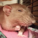 skelobite-Celi_Modpack icon