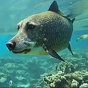 slimestv-Lethal_Repoblic icon