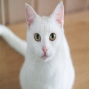 slycat154-slycats_whitegirl_music icon