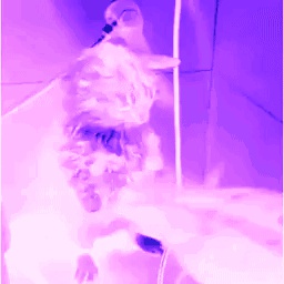 spellscarcompany-compy icon