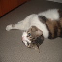 spogmole-spogmoleringtonepack icon