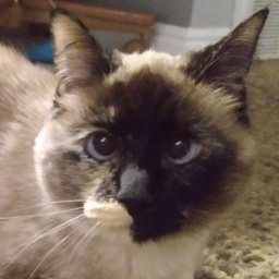 styinkydoodooheads-Styinkymodpook4fwiends icon