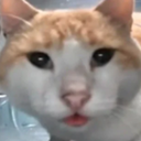 tacogit-jayPack icon