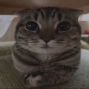 tashe-SillyLittleModpack icon