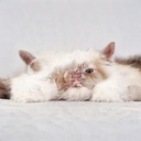 teteu-Dead_Warn icon