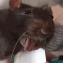 the_council-funny_lethal_clips icon