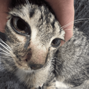 trabeese-SwankyCompany icon