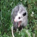 trash69420-HotdogDivers icon